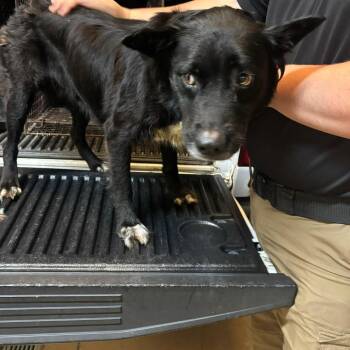 Nyx -  Mixed Breed Dog for Adoption in Gadsden, Alabama - Nyx | PetCurious