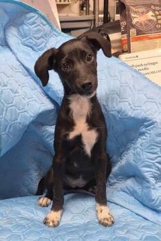 Belle -  Mixed Breed Dog for Adoption in Lexington, Kentucky - Belle | PetCurious