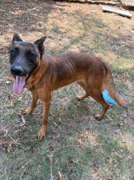 Priscilla -  Belgian Shepherd Malinois Dog for Adoption in Little Rock, Arkansas - Priscilla | PetCurious