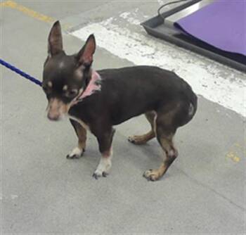 Chihuahua and Mixed Breed Dogs Available for Adoption in Houston, Texas - LILLY | PetCurious