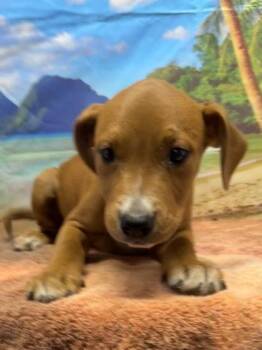 Napoleon -  Cattle Dog and Mixed Breed Dog for Adoption in San Antonio, Texas - Napoleon | PetCurious