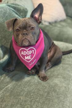 Rescue French Bulldog and American Staffordshire Terrier Dogs for Adoption in Los Angeles, California - Nova | PetCurious