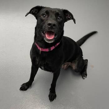 Mixed Breed Dogs Available for Adoption in Roanoke, Virginia - Pumpernickel | PetCurious