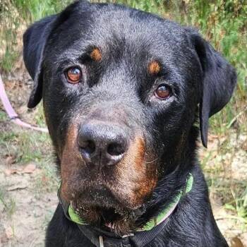 Nico -  Rottweiler Dog for Adoption in Polk, Ohio - Nico | PetCurious