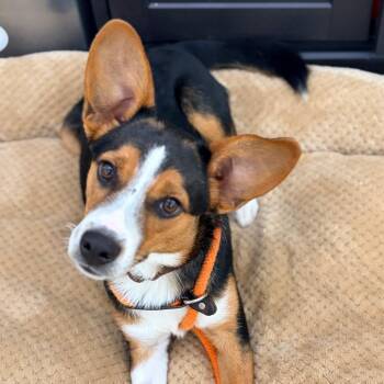 Crunch -  Mixed Breed Dog for Adoption in Aldie, Virginia - Crunch | PetCurious