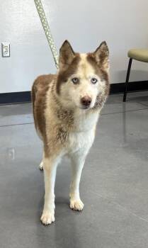 Ic 2 Denali -  Siberian Husky Dog for Adoption in Lawrenceville, Georgia - Ic 2 Denali | PetCurious