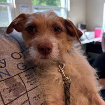 Roger -  Mixed Breed Dog for Adoption in Huntington, West Virginia - Roger | PetCurious