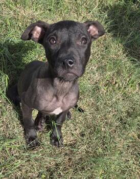 Mayzie McGrew -  Pit Bull Terrier and American Bully Dog for Adoption in Graham, Texas - Mayzie McGrew | PetCurious