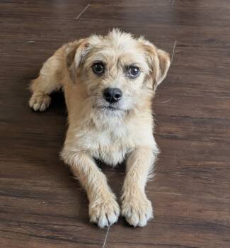 Yorkshire Terrier Dogs Available for Adoption - Hedgehog | PetCurious