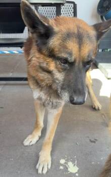 61804112 -  German Shepherd Dog and Mixed Breed Dog for Adoption in El Paso, Texas - 61804112 | PetCurious