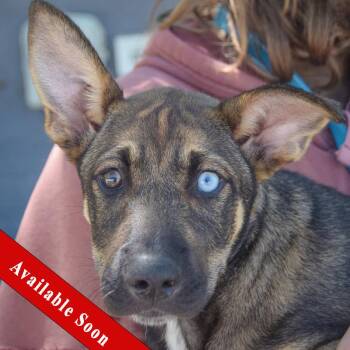 Darla -  Australian Shepherd and German Shepherd Dog Dog for Adoption in Huntley, Illinois - Darla | PetCurious