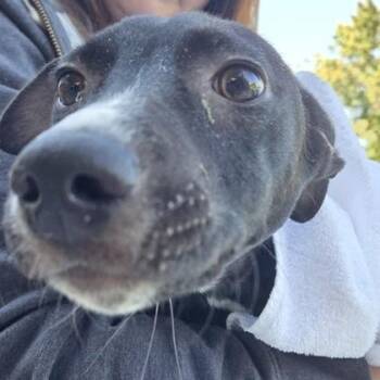 Parker -  Mixed Breed Dog for Adoption in Voorhees Township, New Jersey - Parker | PetCurious
