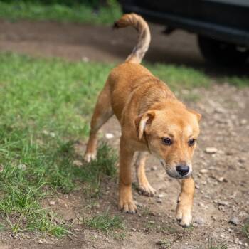 Alice -  Shepherd and Mixed Breed Dog for Adoption in Pawling, New York - Alice | PetCurious
