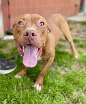 Rescue Pit Bull Terrier and Mixed Breed Dogs for Adoption in Valley View, Ohio - Bing Bong | PetCurious