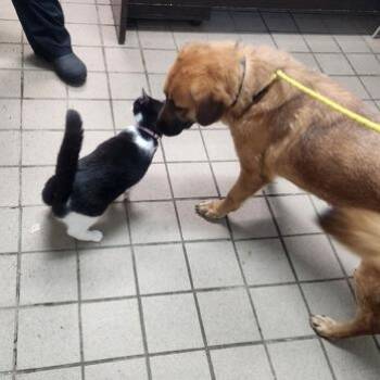 Bon Bon -  Yellow Labrador Retriever and Basset Hound Dog for Adoption in Erie, Pennsylvania - Bon Bon | PetCurious