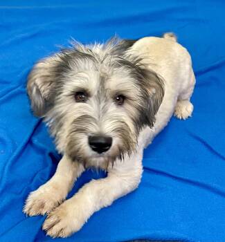 Cyprus -  Mixed Breed Dog for Adoption in Lacon, Illinois - Cyprus | PetCurious