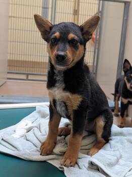Judy -  Australian Cattle Dog Blue Heeler Dog for Adoption in Healdsburg, California - Judy | PetCurious