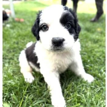Echo -  Saint Bernard and Golden Retriever Dog for Adoption in Larkfield-wikiup, California - Echo | PetCurious