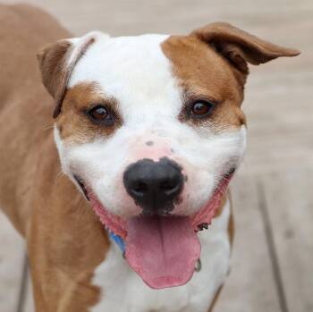 American Staffordshire Terrier Dogs Available for Adoption - Mr. Smiley (AO35858) | PetCurious