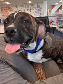Klifford -  Mixed Breed Dog Available for Adoption in West Chester, Pennsylvania - Klifford | PetCurious