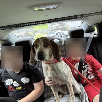 Copper -  Hound Dog for Adoption in Washington, District Of Columbia - Copper | PetCurious