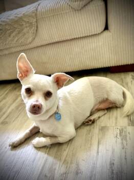 Chihuahua Dogs Available for Adoption in Milton, Florida - Polaroid | PetCurious