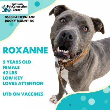 ROXANNE  Available NOW - ADOPTION or RESCUE! -  Mixed Breed Dog for Adoption in Nashville, North Carolina - ROXANNE  Available NOW - ADOPTION Or RESCUE! | PetCurious