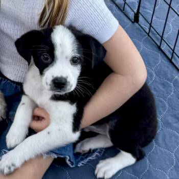 Border Collie and Australian Shepherd Dogs Available for Adoption - Construction Pup: Hammer | PetCurious
