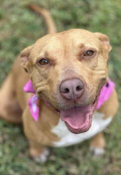Hope -  Rhodesian Ridgeback and Labrador Retriever Dog for Adoption in Houston, Texas - Hope | PetCurious