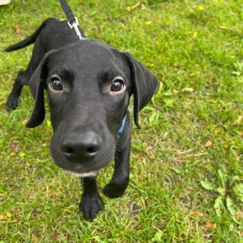 Falcor -  Pit Bull Terrier and Mixed Breed Dog for Adoption in Fort Collins, Colorado - Falcor | PetCurious