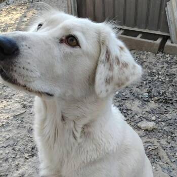 Australian Shepherd and Great Pyrenees Dogs Available for Adoption - Diane | PetCurious
