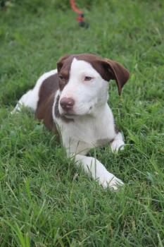 Danny -  Labrador Retriever Dog for Adoption in Statesville, North Carolina - Danny | PetCurious