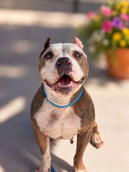 Benita -  American Bully and American Staffordshire Terrier Dog for Adoption in Lakeland, Florida - Benita | PetCurious