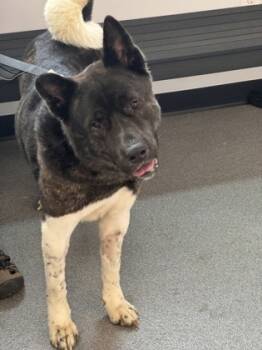 Rescue Akita and Mixed Breed Dogs for Adoption in West Chester, Pennsylvania - Timber | PetCurious