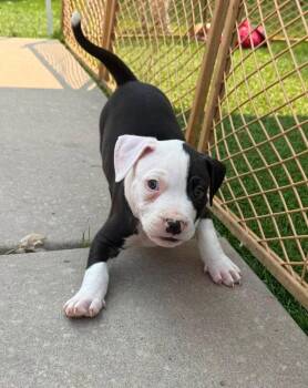Biscotti -  Pit Bull Terrier Dog for Adoption in Colorado Springs, Colorado - Biscotti | PetCurious