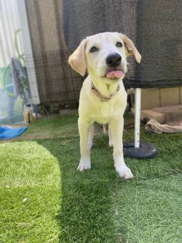 Jax -  Labrador Retriever and Great Pyrenees Dog for Adoption in New Bedford, Massachusetts - Jax | PetCurious