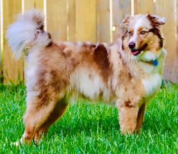 ARPH 14698 - Range -  Australian Shepherd Dog for Adoption in North Richland Hills, Texas - ARPH 14698 - Range | PetCurious