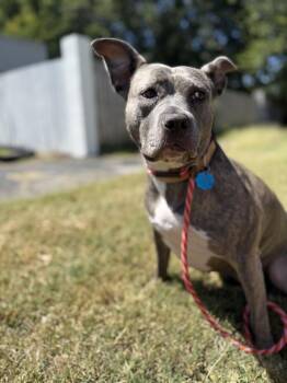 Rescue Pit Bull Terrier Dogs for Adoption in Brentwood, Tennessee - Pebbles | PetCurious