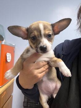 Corgi and Terrier Dogs Available for Adoption in Gilberts, Illinois - Isa | PetCurious