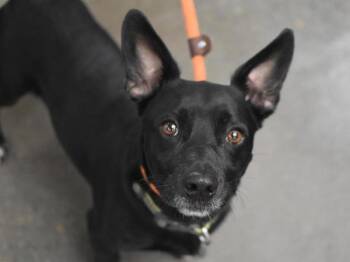Douglas Fir -  Dachshund and Terrier Dog for Adoption in Portland, Oregon - Douglas Fir | PetCurious