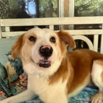 Collie and Spaniel Dogs Available for Adoption - Bobby D10917 | PetCurious