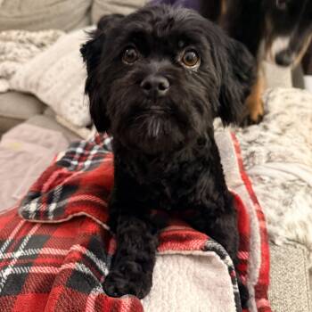 Havanese Dogs Available for Adoption - Midnight  | PetCurious