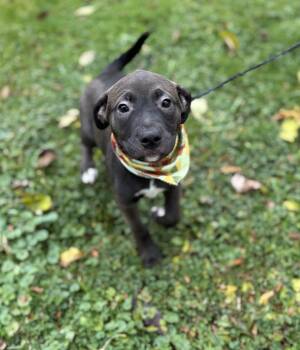 Rescue Mixed Breed Dogs for Adoption in Upper Sandusky, Ohio - Sable | PetCurious