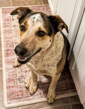 Catahoula Leopard Dog Dogs Available for Adoption in Shawnee, Oklahoma - Hazel Grace | PetCurious