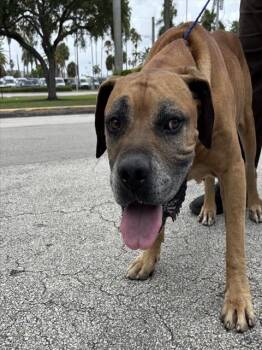 HERCULES -  Mastiff Dog for Adoption in Doral, Florida - HERCULES | PetCurious