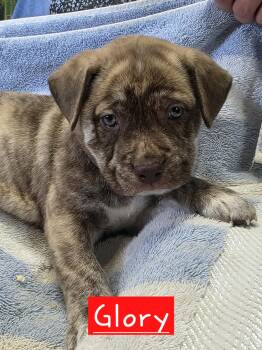 Glory -  Dutch Shepherd Dog for Adoption in Walthill, Nebraska - Glory | PetCurious