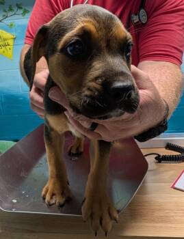 Atticus -  Affenpinscher and Retriever Dog for Adoption in Defiance, Ohio - Atticus | PetCurious