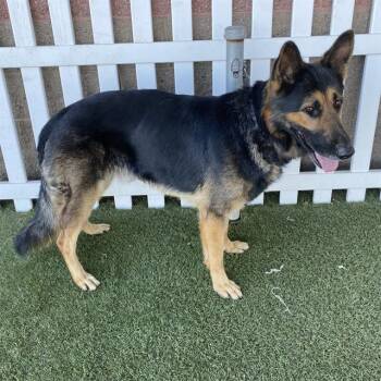 Rescue German Shepherd Dog Dogs for Adoption in Modesto, California - A603725 | PetCurious