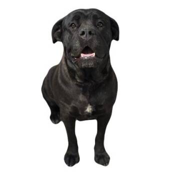 Elka -  Cane Corso Dog Available for Adoption in Red Bluff, California - Elka | PetCurious