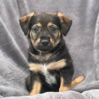 Shepherd and Labrador Retriever Dogs Available for Adoption in San Diego, California - Dakota Pup - North | PetCurious